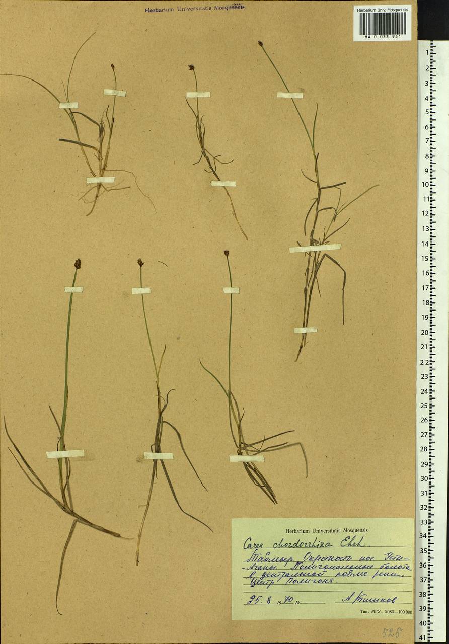 Carex chordorrhiza L.f., Siberia, Central Siberia (S3) (Russia)