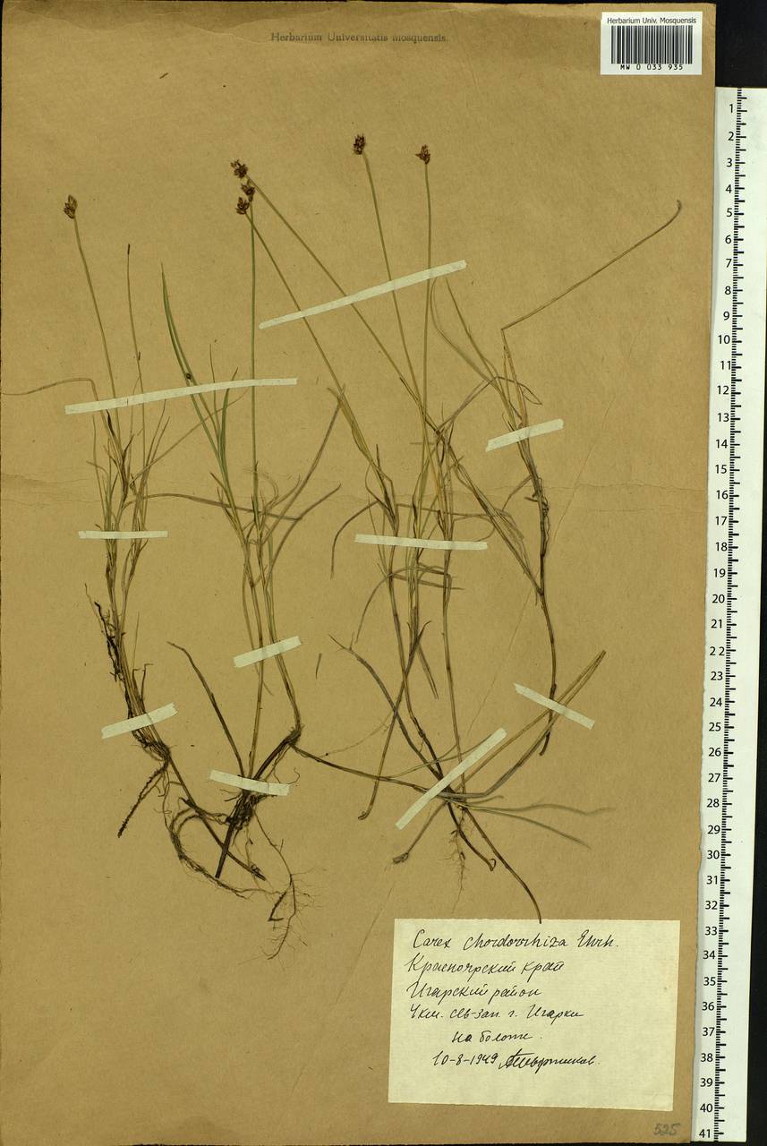 Carex chordorrhiza L.f., Siberia, Central Siberia (S3) (Russia)