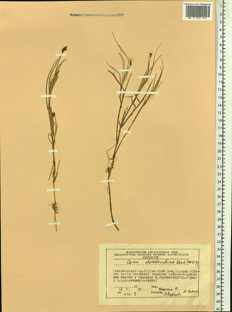 Carex chordorrhiza L.f., Siberia, Central Siberia (S3) (Russia)