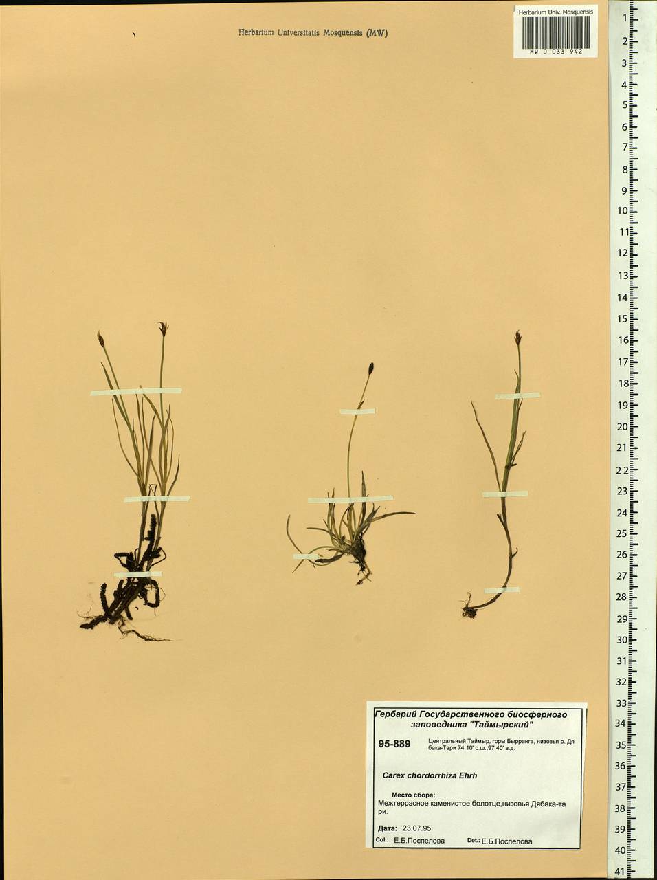 Carex chordorrhiza L.f., Siberia, Central Siberia (S3) (Russia)