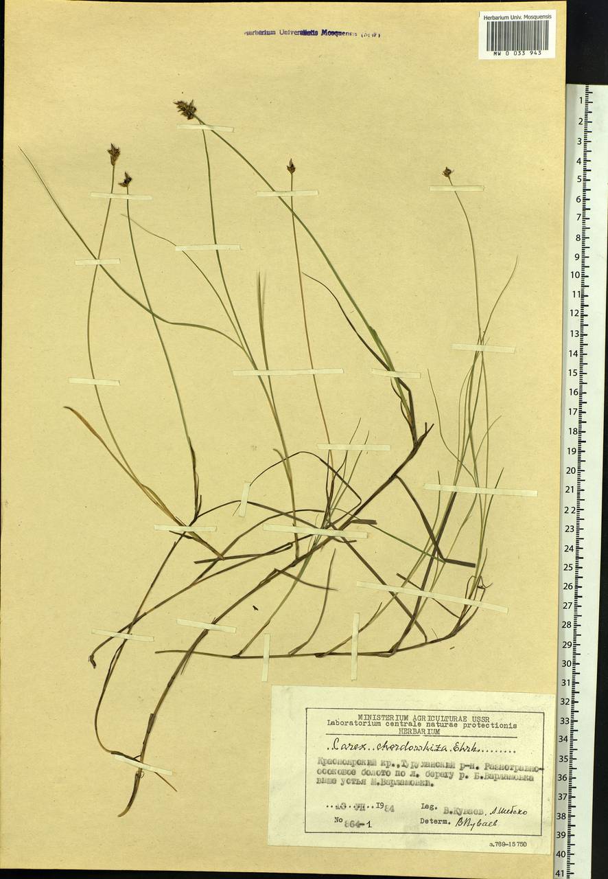 Carex chordorrhiza L.f., Siberia, Central Siberia (S3) (Russia)