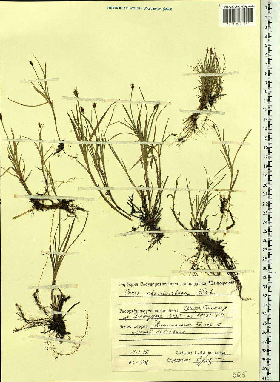 Carex chordorrhiza L.f., Siberia, Central Siberia (S3) (Russia)