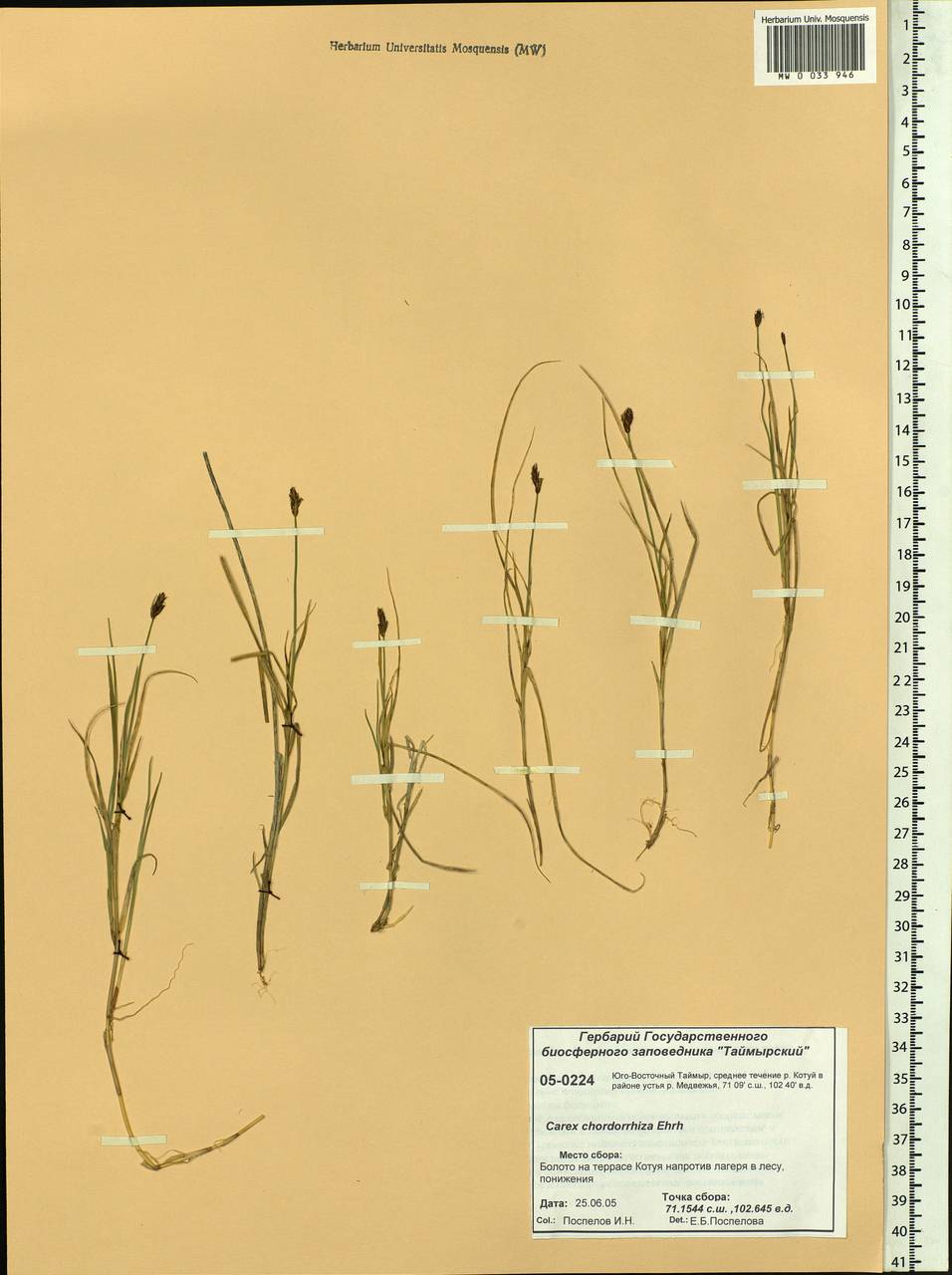 Carex chordorrhiza L.f., Siberia, Central Siberia (S3) (Russia)