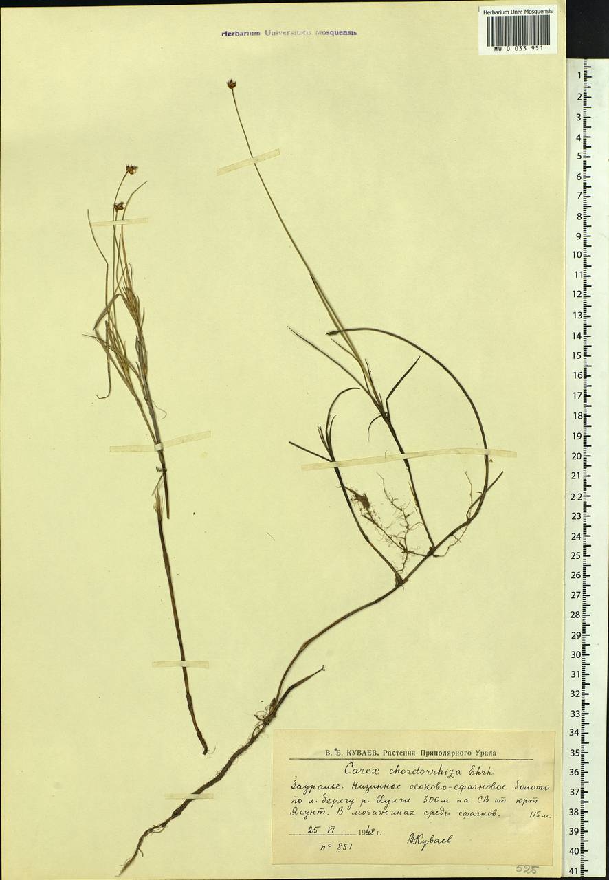 Carex chordorrhiza L.f., Siberia, Western Siberia (S1) (Russia)
