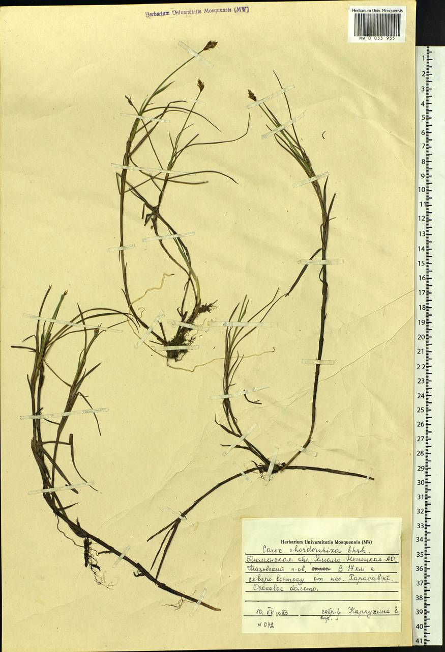 Carex chordorrhiza L.f., Siberia, Western Siberia (S1) (Russia)