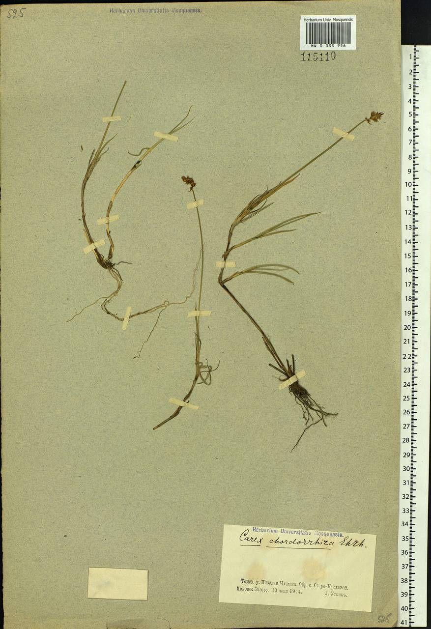 Carex chordorrhiza L.f., Siberia, Western Siberia (S1) (Russia)