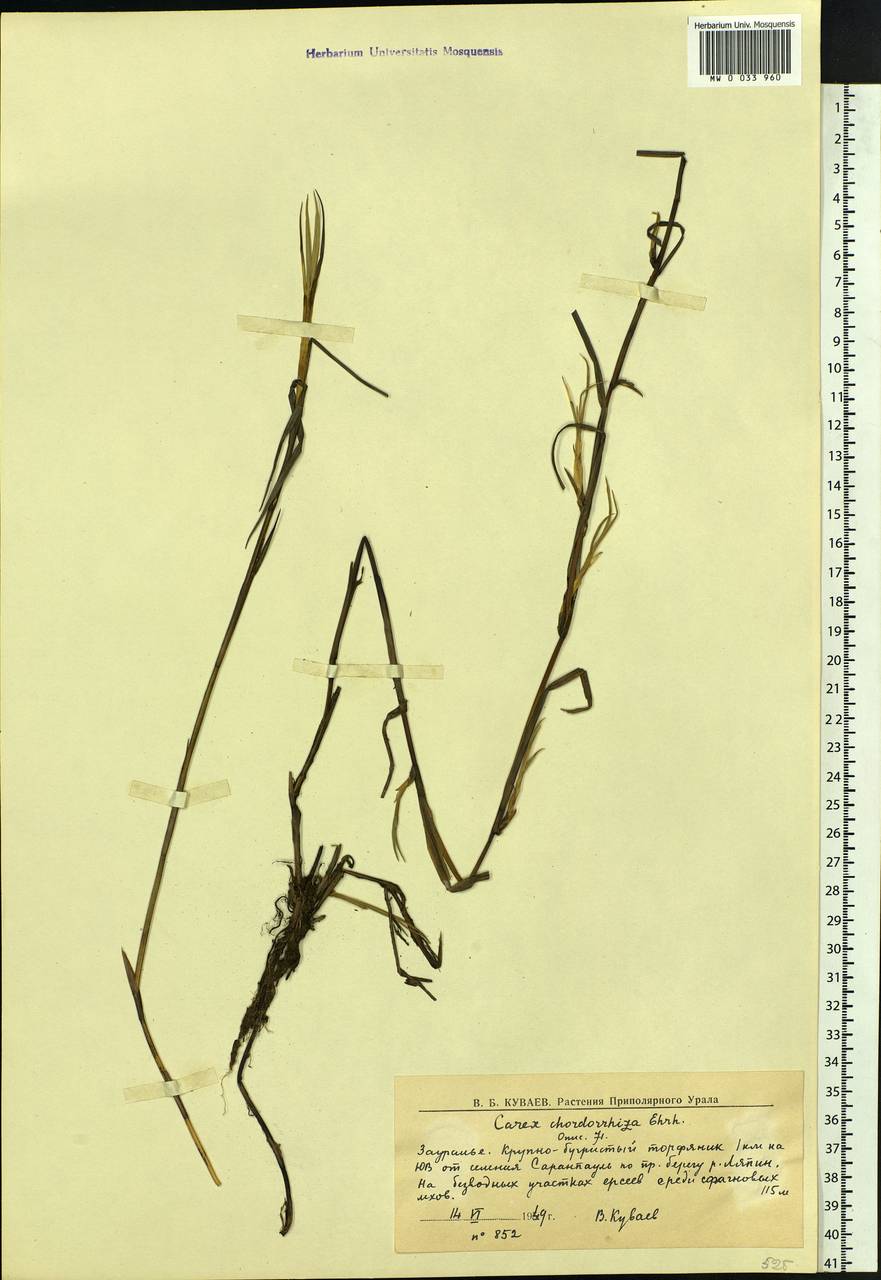 Carex chordorrhiza L.f., Siberia, Western Siberia (S1) (Russia)