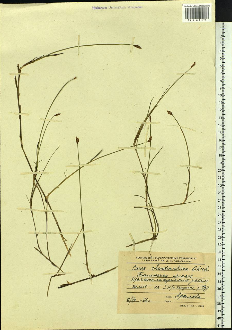 Carex chordorrhiza L.f., Siberia, Western Siberia (S1) (Russia)