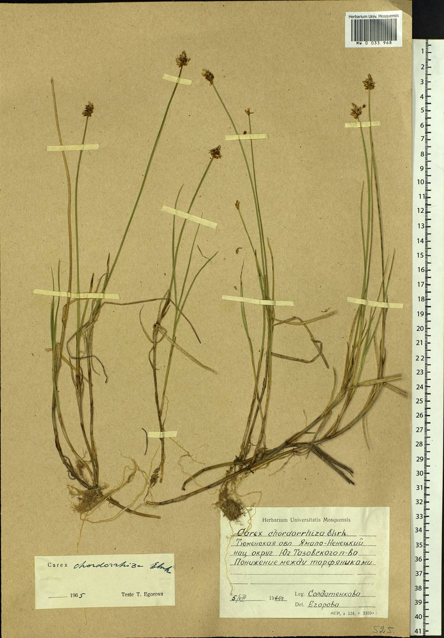 Carex chordorrhiza L.f., Siberia, Western Siberia (S1) (Russia)