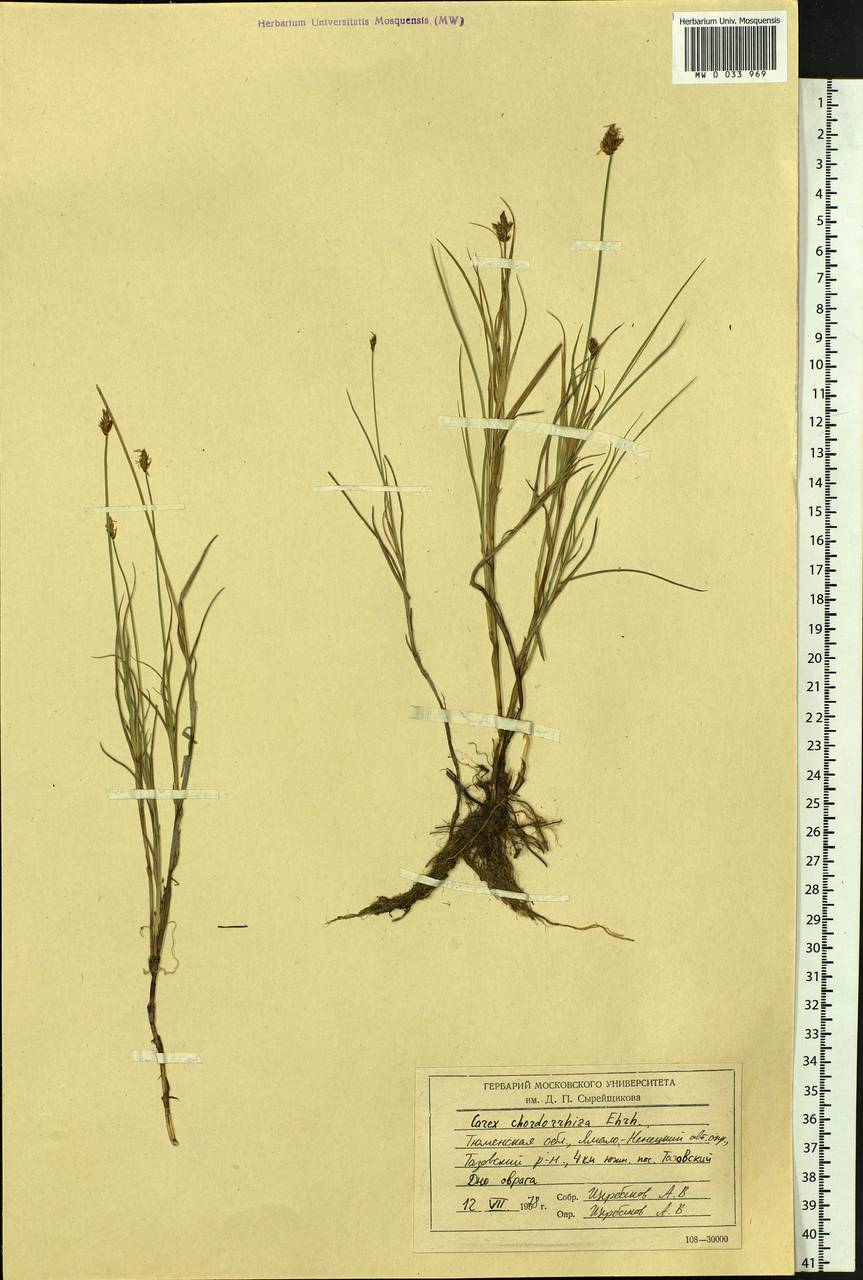 Carex chordorrhiza L.f., Siberia, Western Siberia (S1) (Russia)