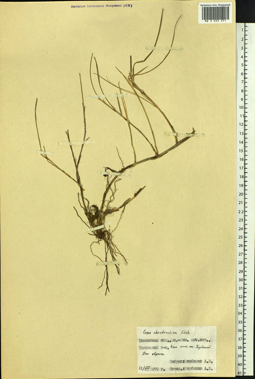 Carex chordorrhiza L.f., Siberia, Western Siberia (S1) (Russia)