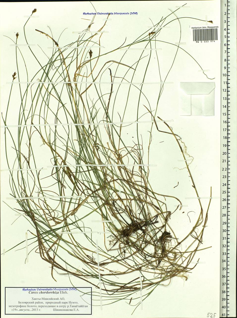 Carex chordorrhiza L.f., Siberia, Western Siberia (S1) (Russia)