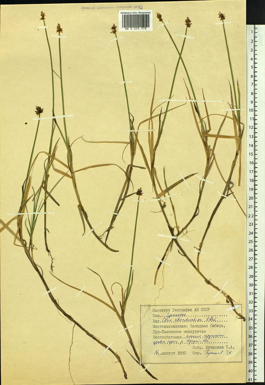 Carex chordorrhiza L.f., Siberia, Western Siberia (S1) (Russia)