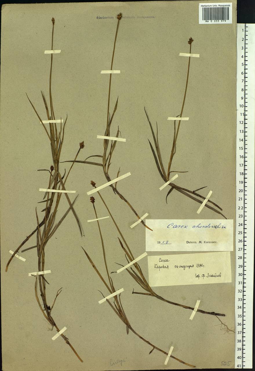 Carex chordorrhiza L.f., Siberia, Western Siberia (S1) (Russia)