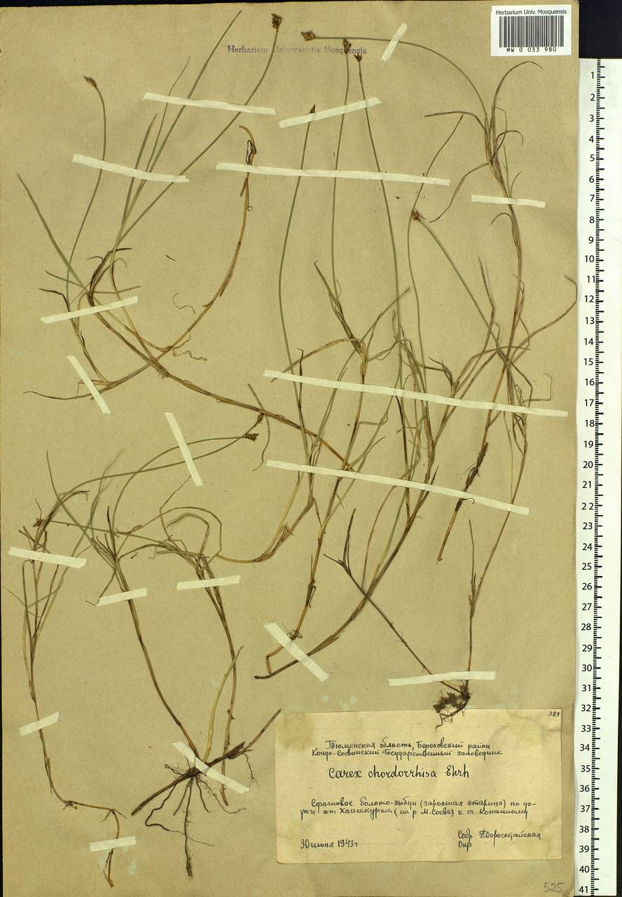 Carex chordorrhiza L.f., Siberia, Western Siberia (S1) (Russia)