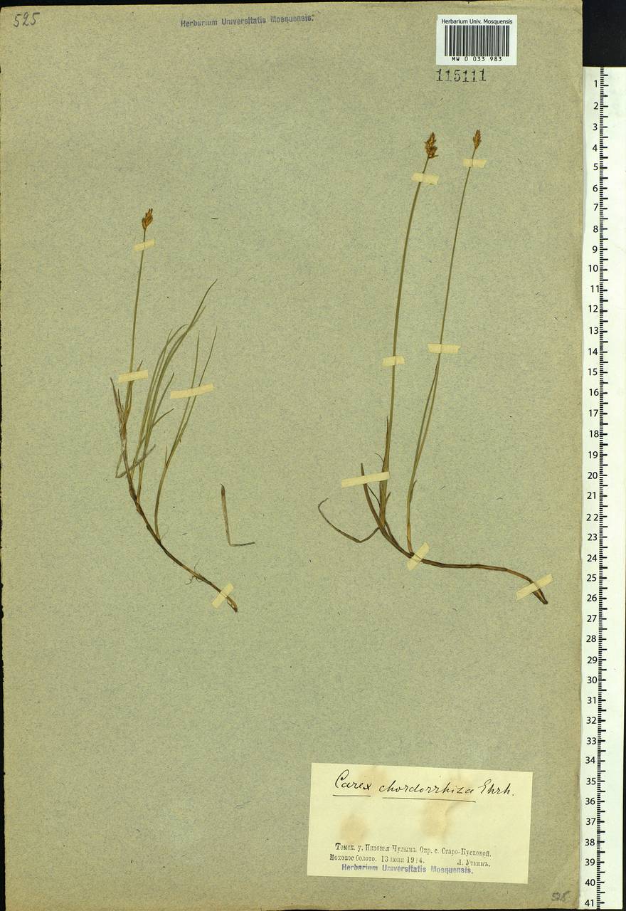 Carex chordorrhiza L.f., Siberia, Western Siberia (S1) (Russia)