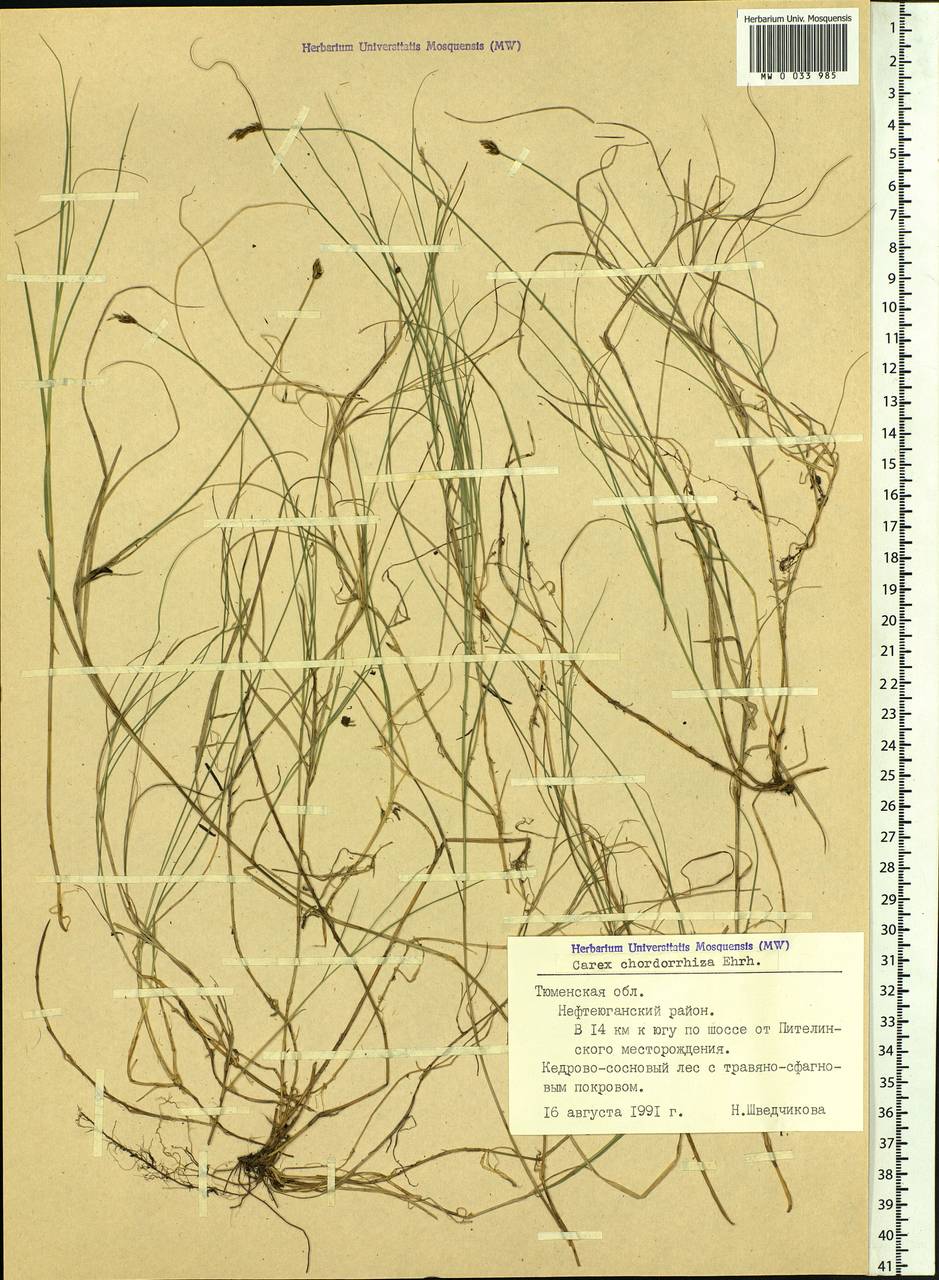 Carex chordorrhiza L.f., Siberia, Western Siberia (S1) (Russia)
