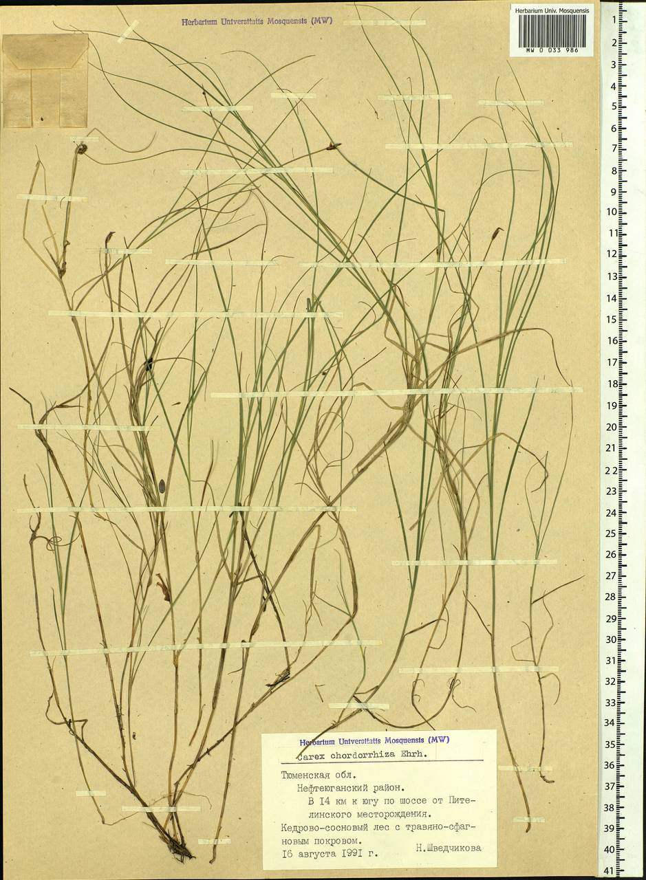 Carex chordorrhiza L.f., Siberia, Western Siberia (S1) (Russia)