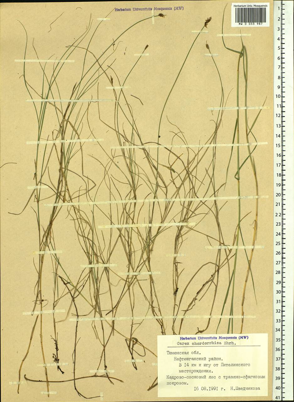 Carex chordorrhiza L.f., Siberia, Western Siberia (S1) (Russia)