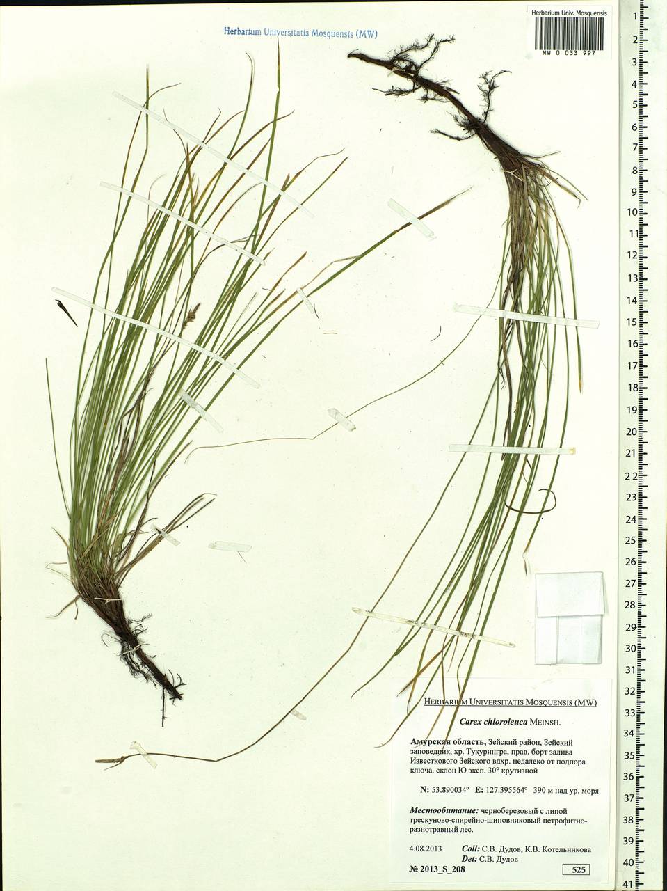 Carex amgunensis F.Schmidt, Siberia, Russian Far East (S6) (Russia)