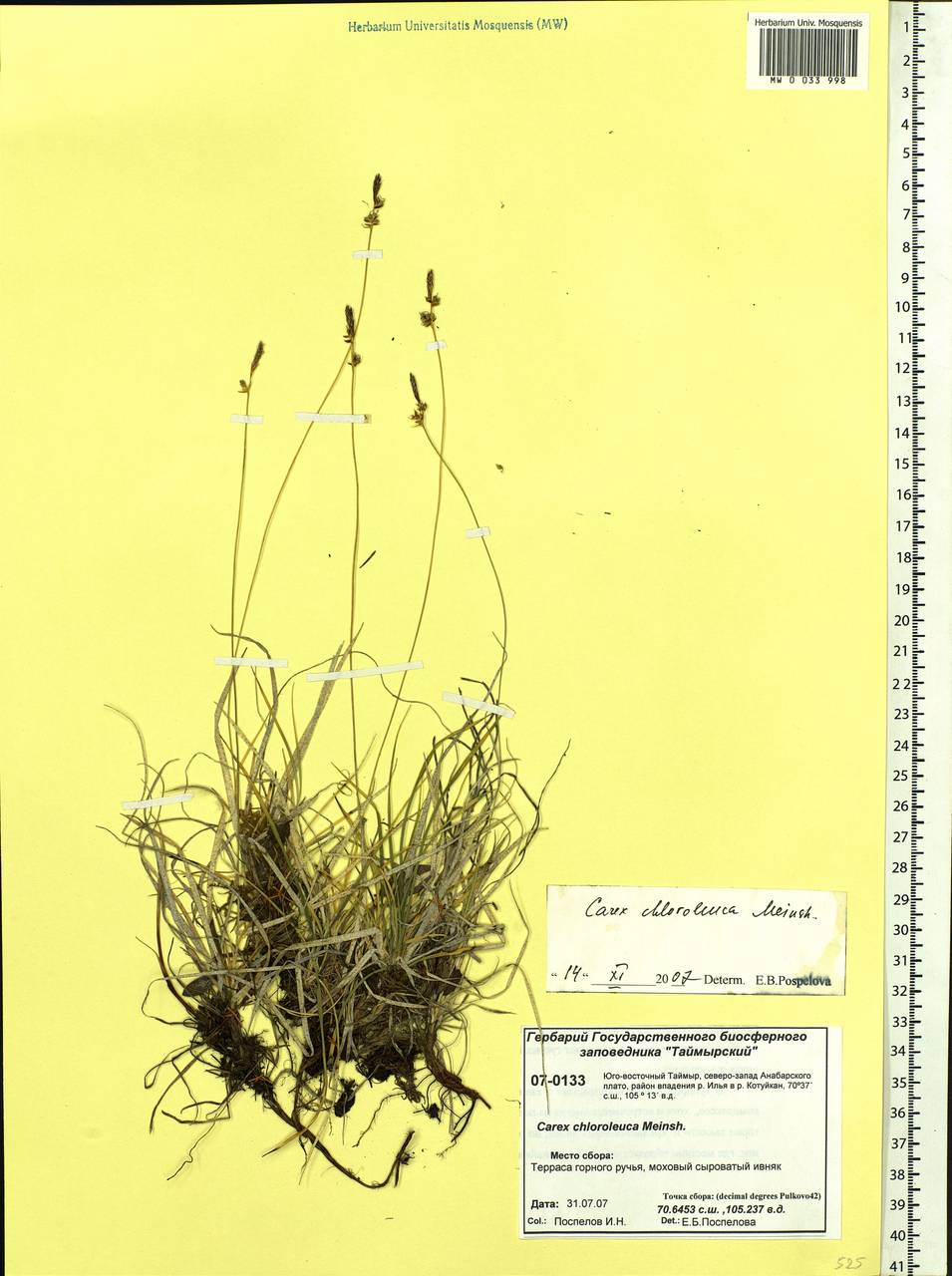 Carex amgunensis F.Schmidt, Siberia, Central Siberia (S3) (Russia)