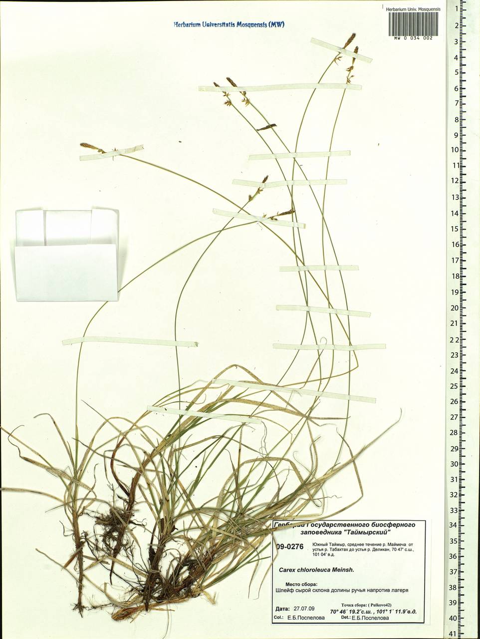 Carex amgunensis F.Schmidt, Siberia, Central Siberia (S3) (Russia)