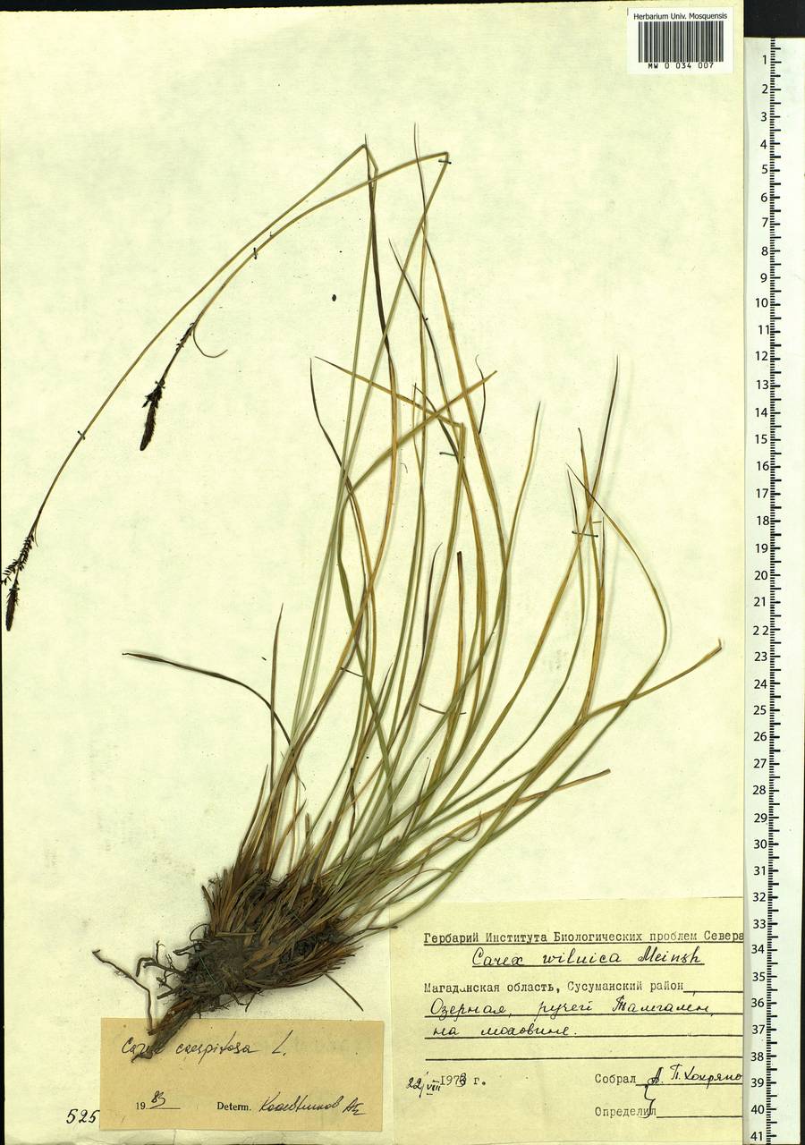 Carex cespitosa L., Siberia, Chukotka & Kamchatka (S7) (Russia)