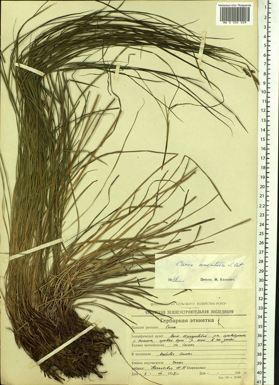 Carex cespitosa L., Siberia, Chukotka & Kamchatka (S7) (Russia)