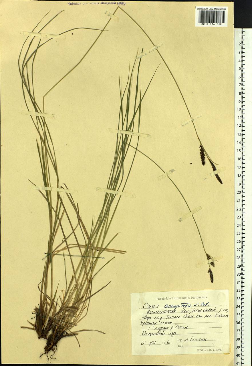 Carex cespitosa L., Siberia, Chukotka & Kamchatka (S7) (Russia)