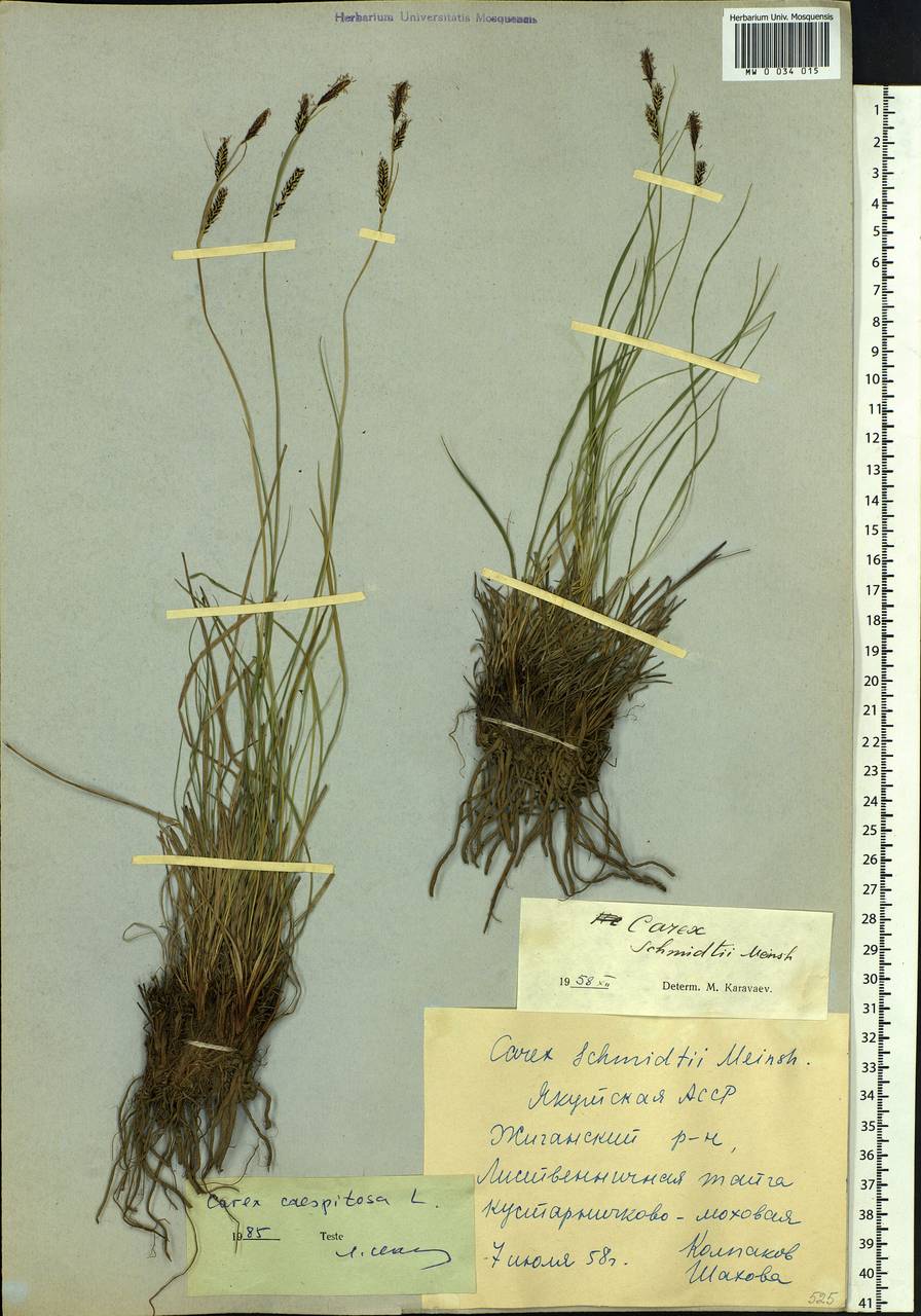 Carex cespitosa L., Siberia, Yakutia (S5) (Russia)