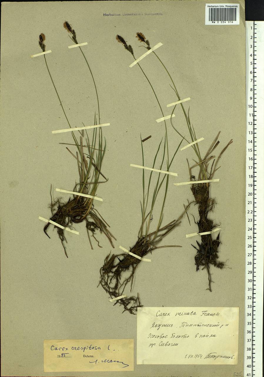 Carex cespitosa L., Siberia, Yakutia (S5) (Russia)