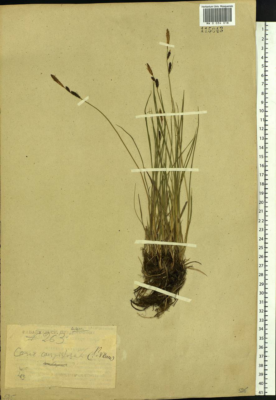 Carex cespitosa L., Siberia, Baikal & Transbaikal region (S4) (Russia)