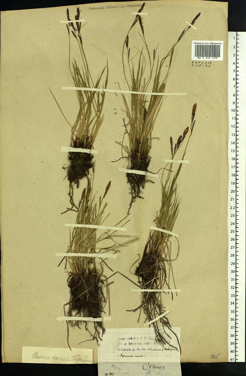 Carex cespitosa L., Siberia, Baikal & Transbaikal region (S4) (Russia)