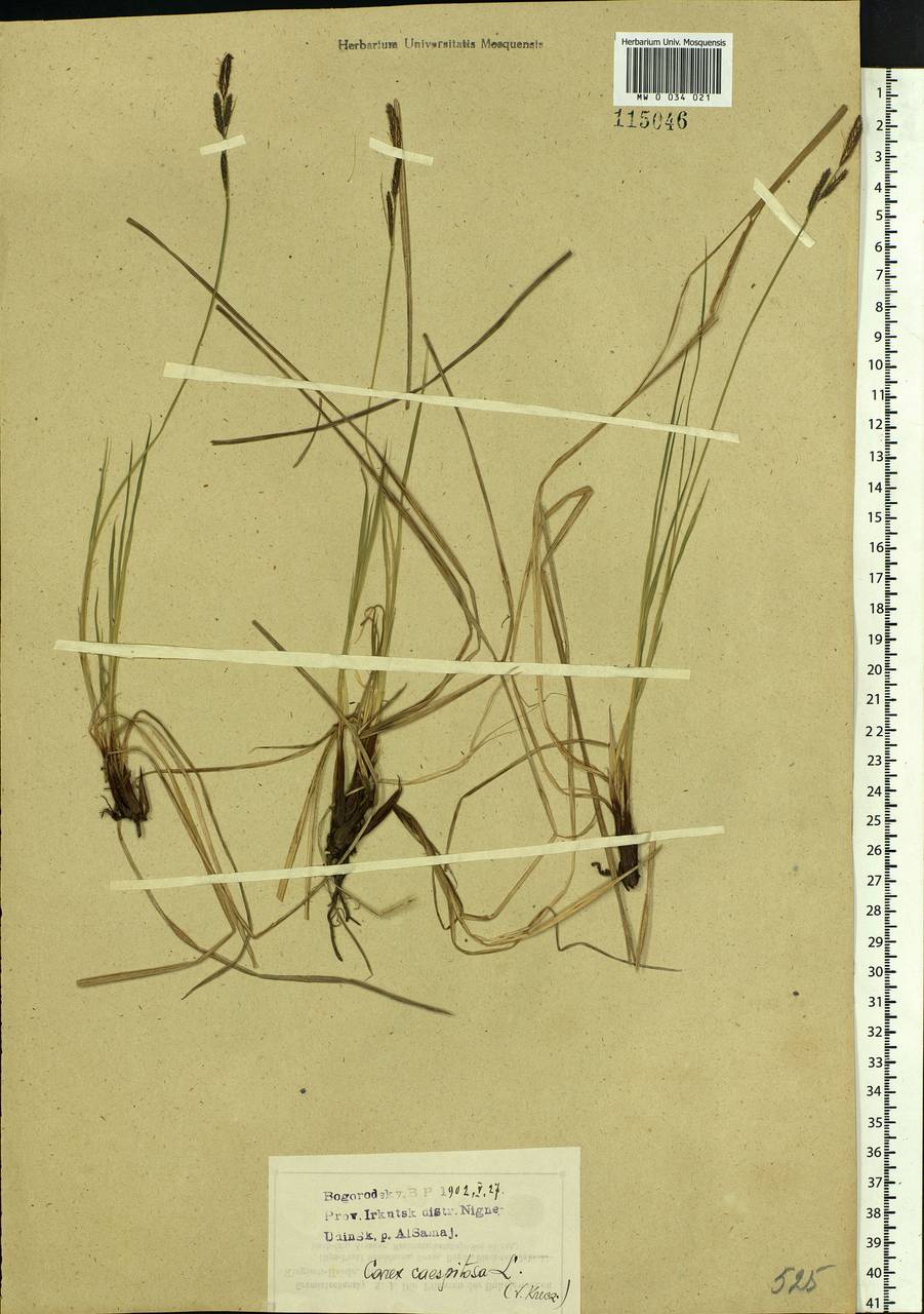 Carex cespitosa L., Siberia, Baikal & Transbaikal region (S4) (Russia)