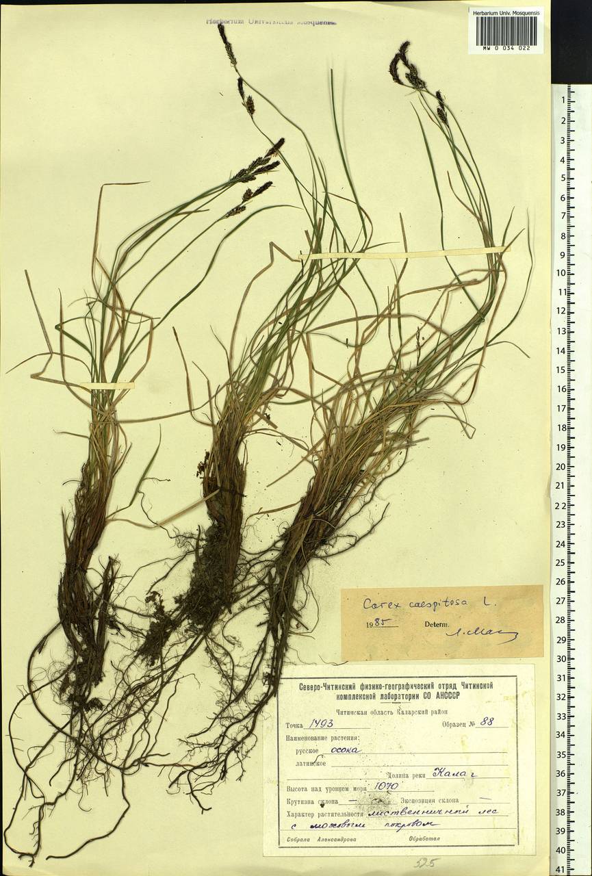 Carex cespitosa L., Siberia, Baikal & Transbaikal region (S4) (Russia)