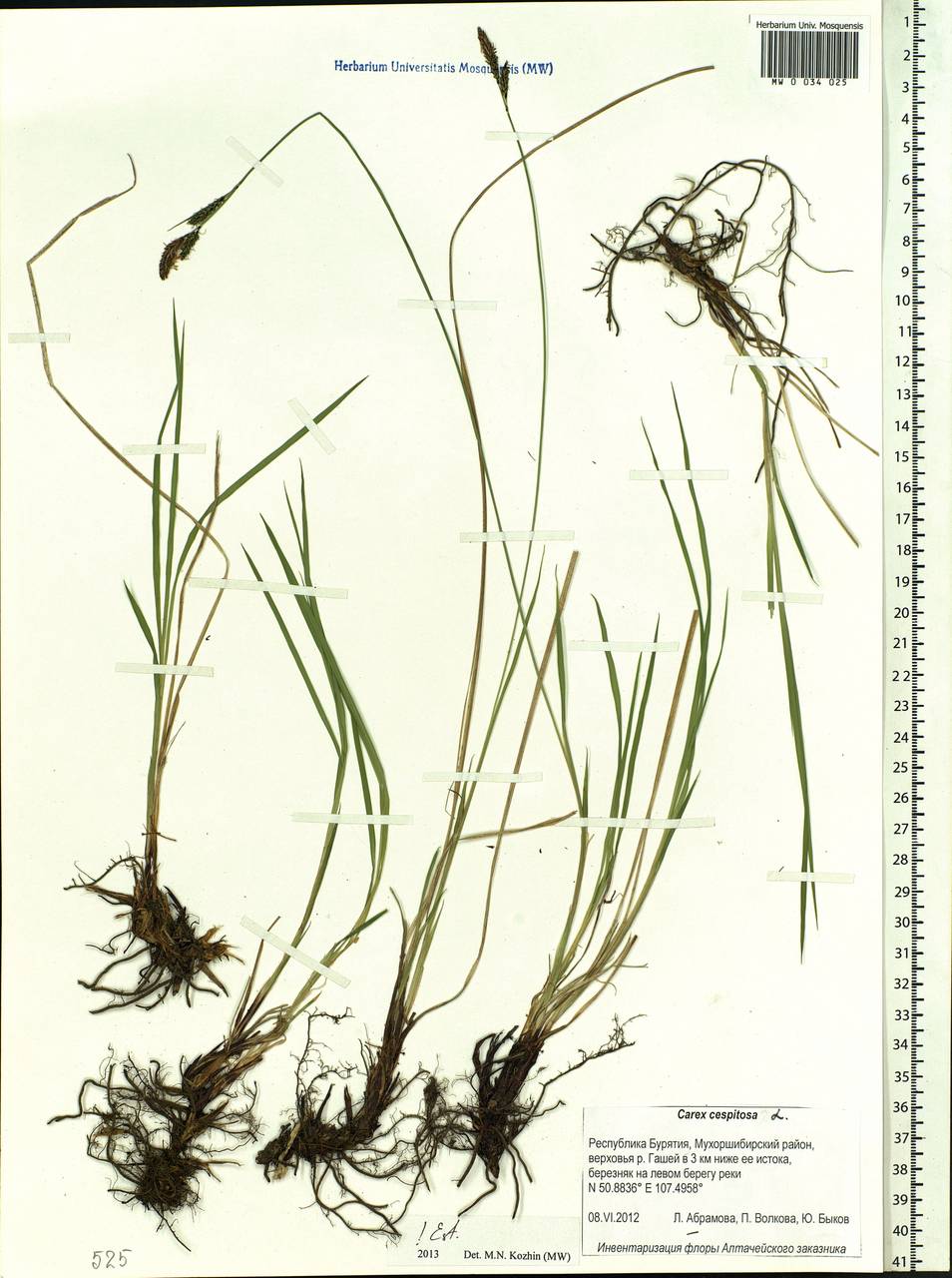 Carex cespitosa L., Siberia, Baikal & Transbaikal region (S4) (Russia)