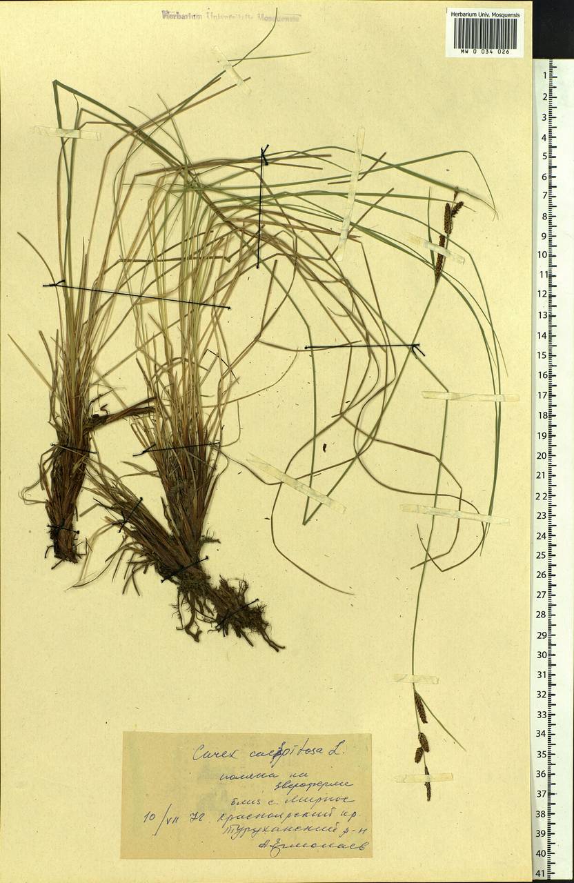 Carex cespitosa L., Siberia, Central Siberia (S3) (Russia)