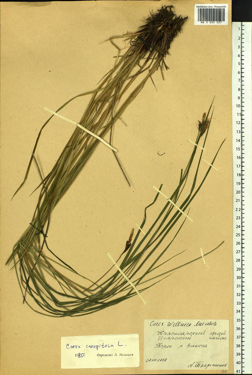 Carex cespitosa L., Siberia, Central Siberia (S3) (Russia)