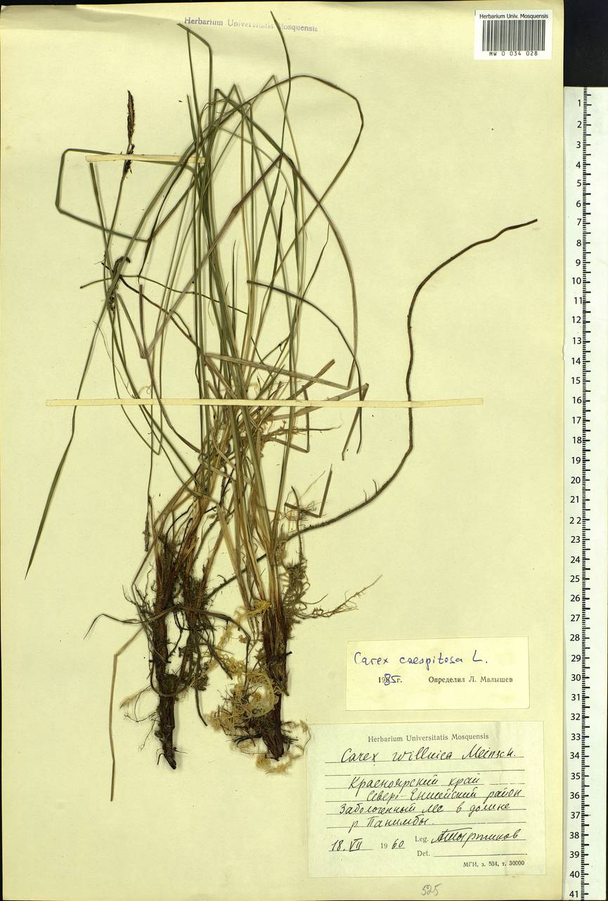 Carex cespitosa L., Siberia, Central Siberia (S3) (Russia)