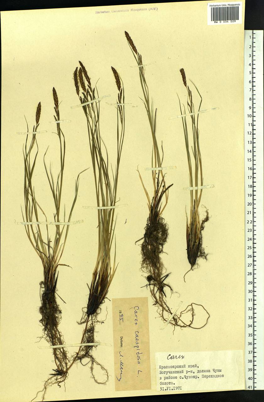 Carex cespitosa L., Siberia, Central Siberia (S3) (Russia)