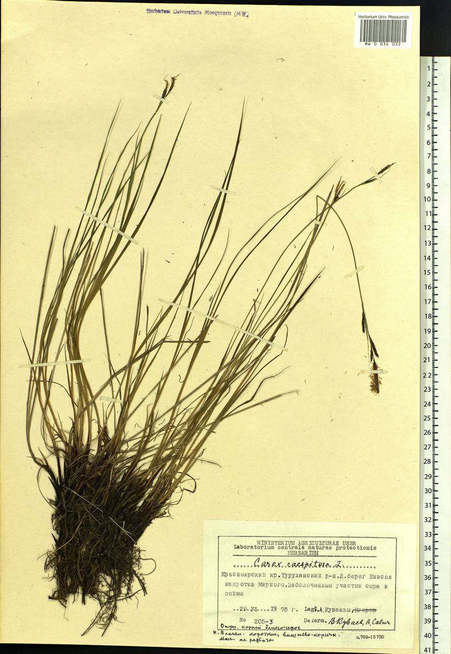 Carex cespitosa L., Siberia, Central Siberia (S3) (Russia)