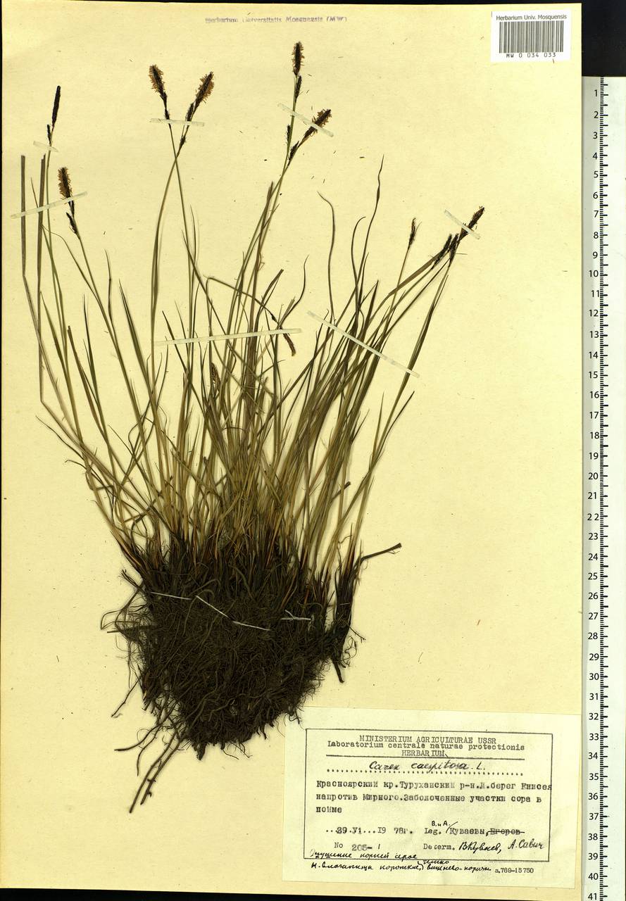 Carex cespitosa L., Siberia, Central Siberia (S3) (Russia)