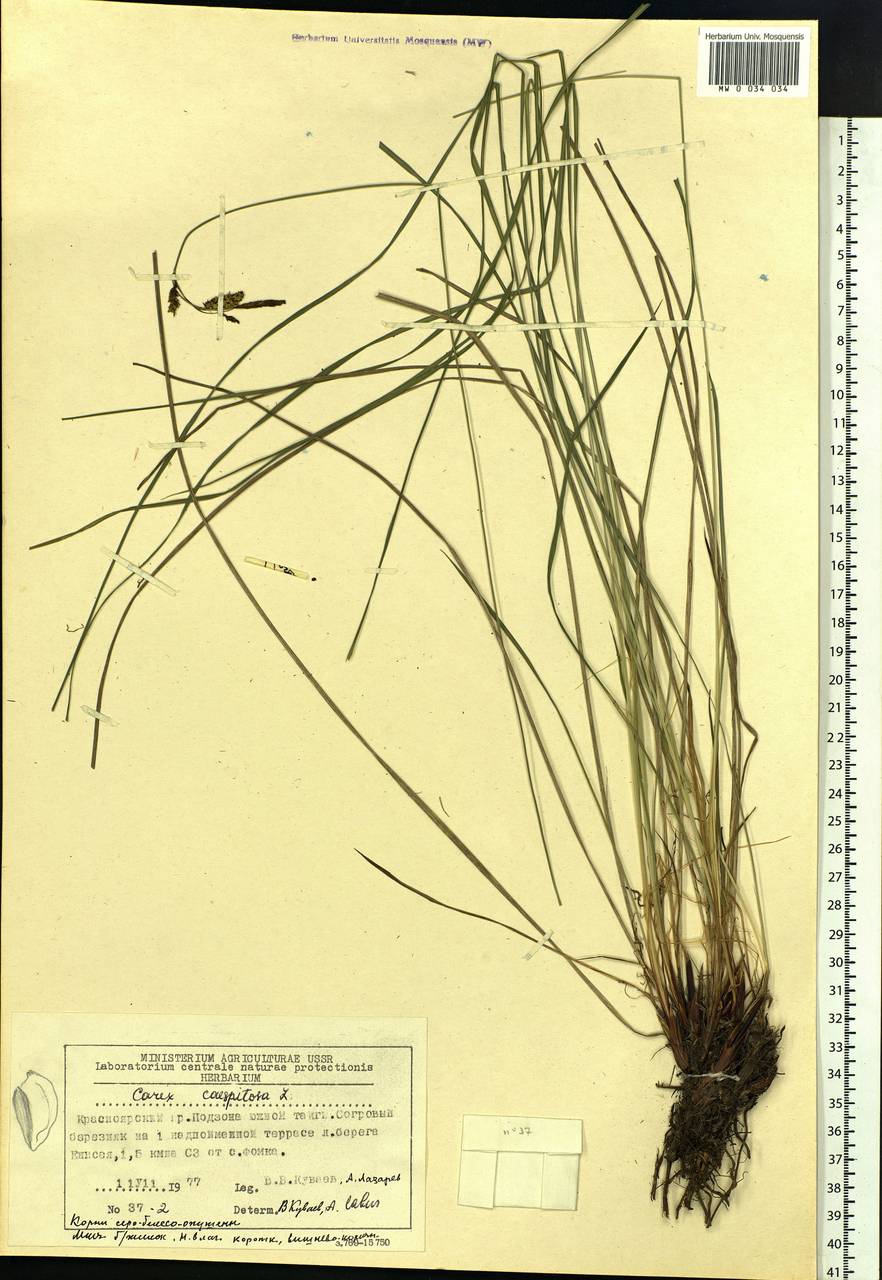 Carex cespitosa L., Siberia, Central Siberia (S3) (Russia)