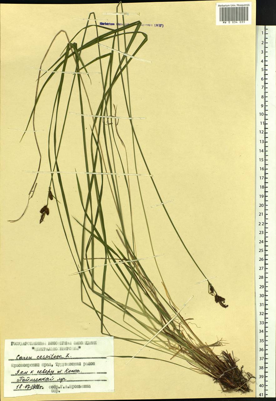 Carex cespitosa L., Siberia, Central Siberia (S3) (Russia)