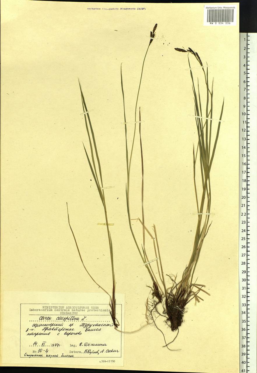 Carex cespitosa L., Siberia, Central Siberia (S3) (Russia)