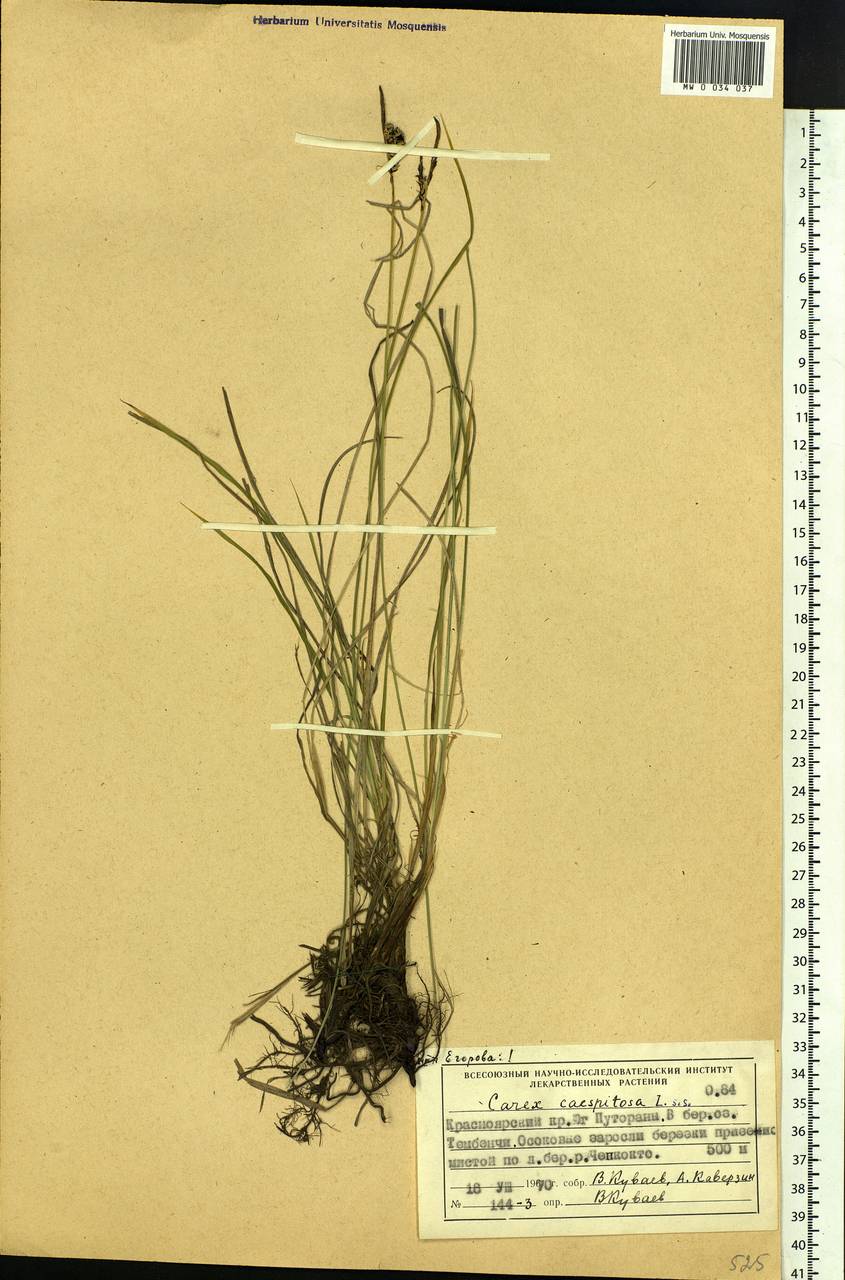 Carex cespitosa L., Siberia, Central Siberia (S3) (Russia)