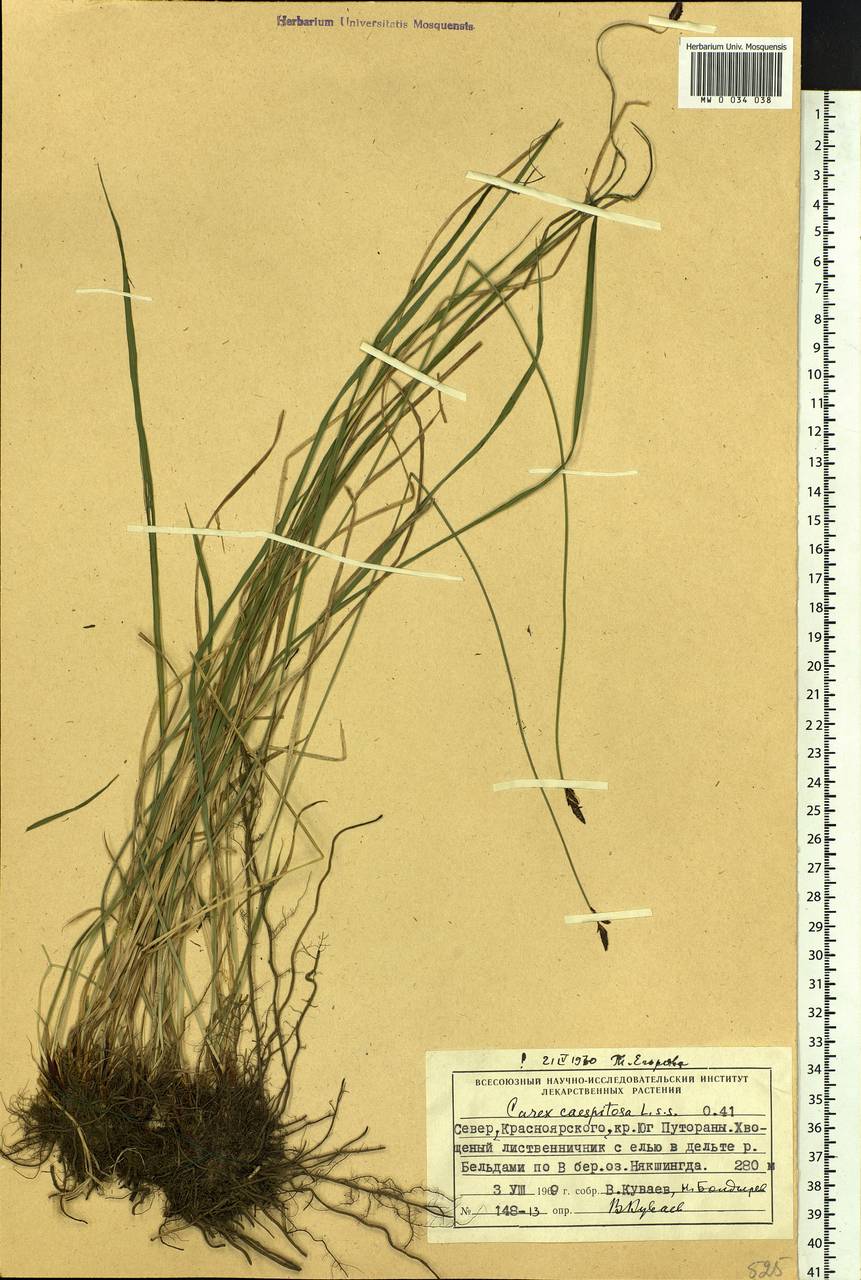 Carex cespitosa L., Siberia, Central Siberia (S3) (Russia)