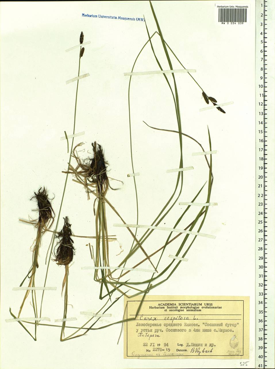 Carex cespitosa L., Siberia, Central Siberia (S3) (Russia)