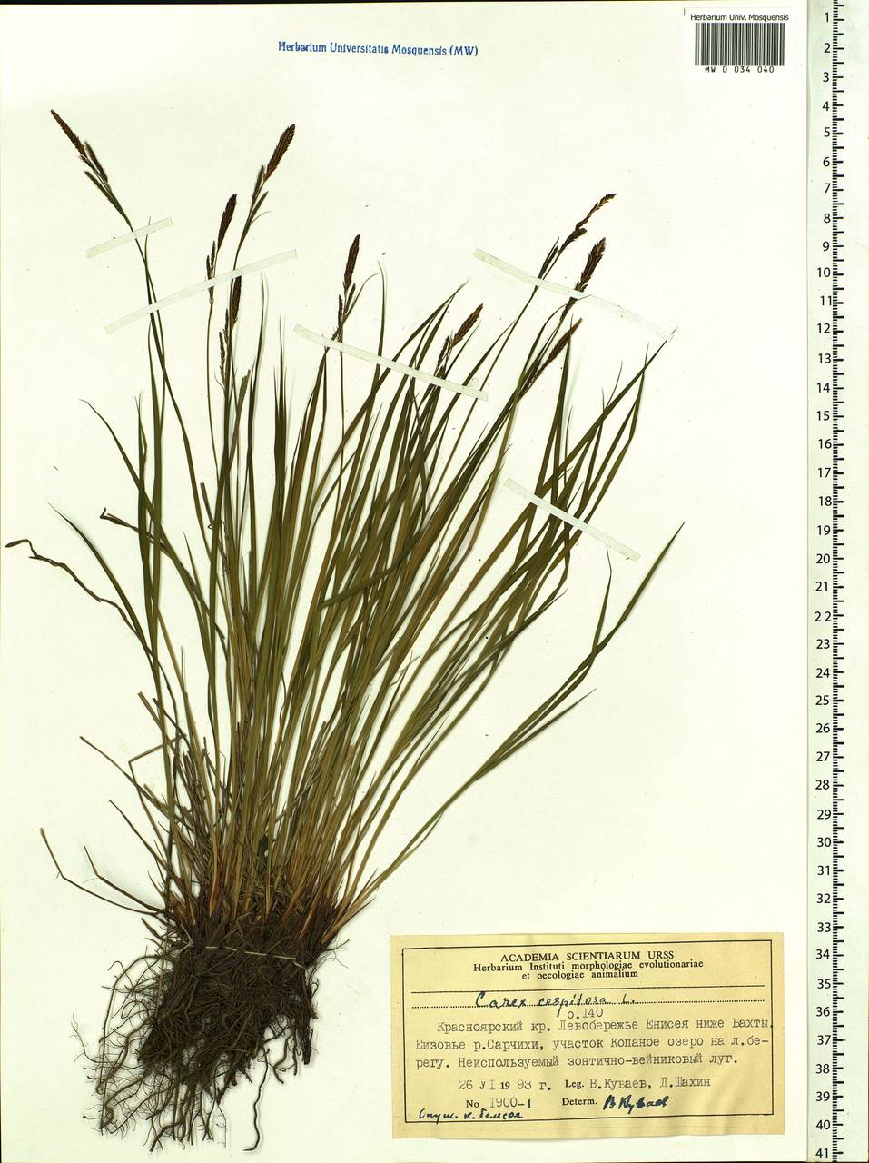 Carex cespitosa L., Siberia, Central Siberia (S3) (Russia)