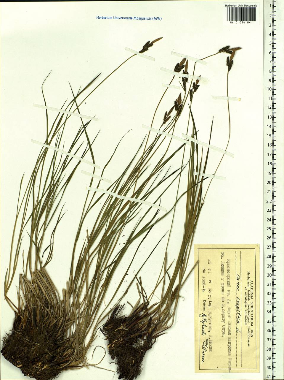 Carex cespitosa L., Siberia, Central Siberia (S3) (Russia)